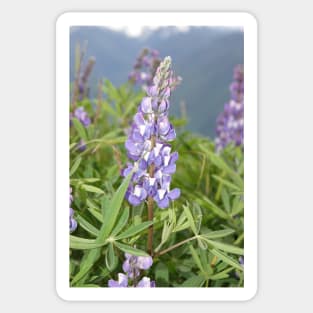 Broadleaf lupine (Lupinus latifolius) Sticker